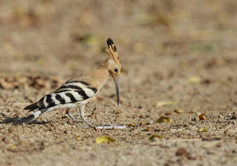 Hoopoe with earthworm