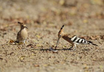 Hoopoe feeding  earthworm