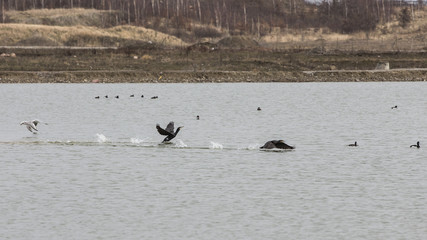 cormorants