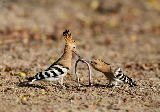 The hoopoe feeding juvenile