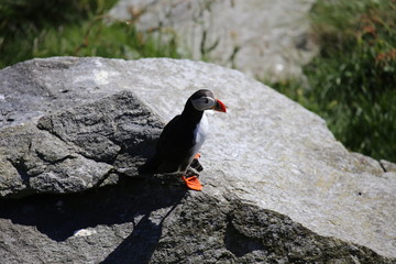 Norwegen, Papageitaucher