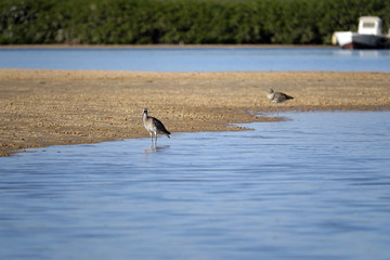 Courlis cendré dans la lagune de la Somone au Sénégal