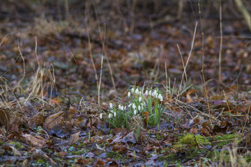 Schneeglöckchen