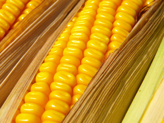 corn on the cob corn background