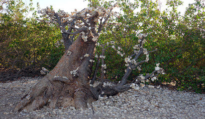 Arbre fétiche dans la lagune de la Somone au Sénégal