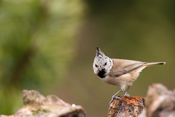 Haubenmeise