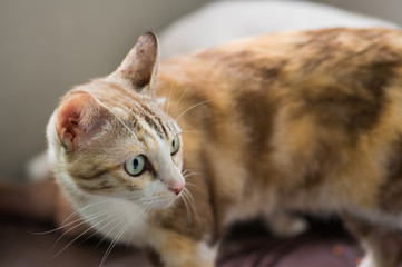 Mix color thai cat is looking