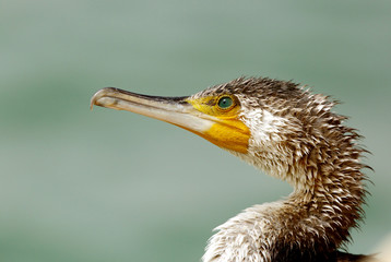 Portrait of the Great Cormorant 