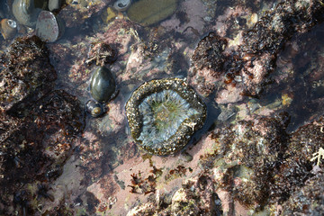 sea urchin