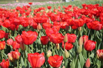tulipany