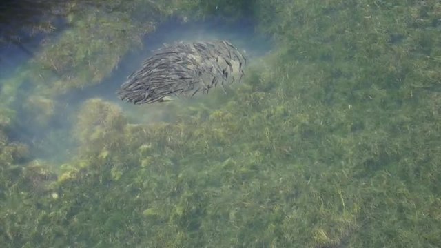 Fishes circling and swirling in a pool, with green seaweeds in a shallow water pond.
