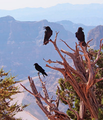 Three Ravens in Grand Canyon