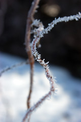 Twig with hoarfrost.