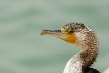 Portrait of  Great Cormorant