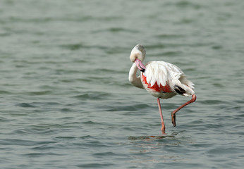 Greater Flamingo in Arad bay, Bahrain