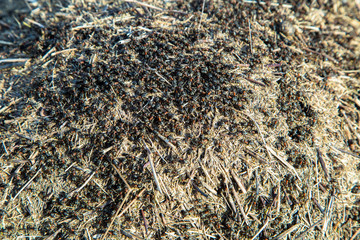 colonies of ants at field 
