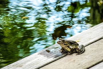 The Frog