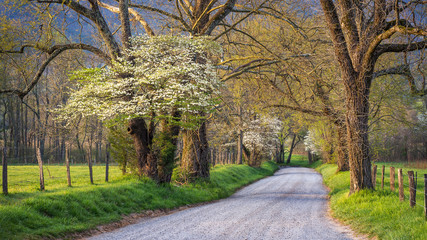 Spring foliage, country lane, Great Smoky Mountains