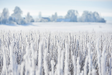 Zimowy wiejski krajobraz pól zimą