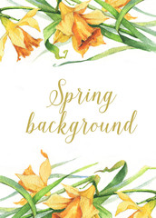 Hand-drawn watercolor floral background. Summer blossom. Tender frame with white daffodils flowers. Floral template for greeting card, wedding invitation, advertisiment, banner, poster, flyer. - 139853262