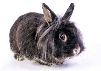 Cute home pet - dwarf rabbit