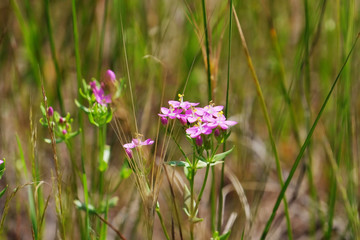 Small wild flowers on blurred grass background