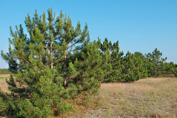 Fototapeta na wymiar Green pine trees landscape