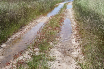 Flooded road with reed