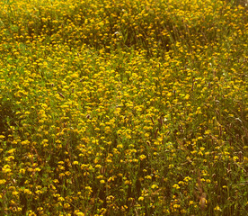 Small yellow wildflowers background
