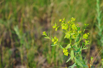 Summer meadow flower on blurred nature background