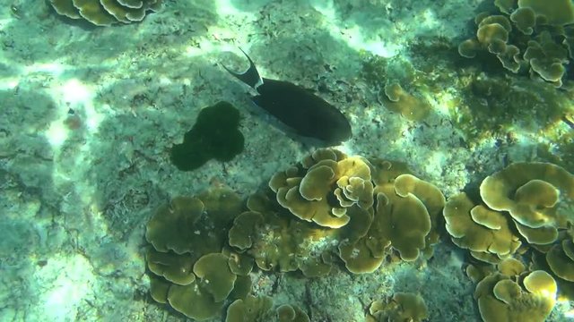Tropical parrot fish