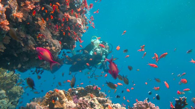 Увлекательные подводные погружения в Красном море близ Египта. Красочный коралловый риф Абу-Фендира. 