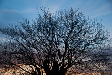 Silhouette of a bare tree at sunset.