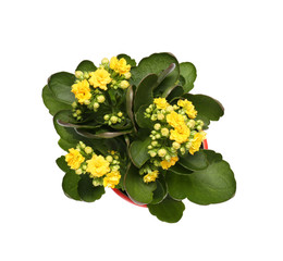 Beautiful kalanchoe plant on white background, top view