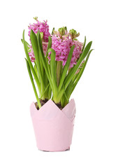Beautiful hyacinth in pot on white background