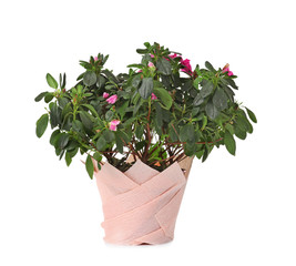 Beautiful azalea plant in pot on white background
