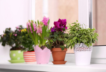 Fototapeta na wymiar Beautiful plants in pots on windowsill