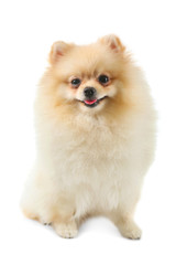 Pomeranian spitz dog on white background