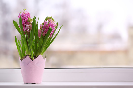 Beautiful hyacinth in pot on windowsill