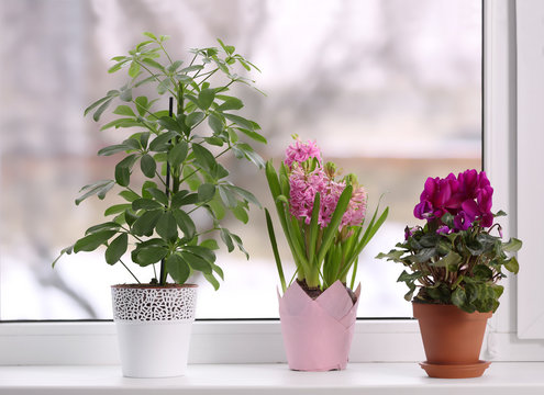 Beautiful plants in pots on windowsill