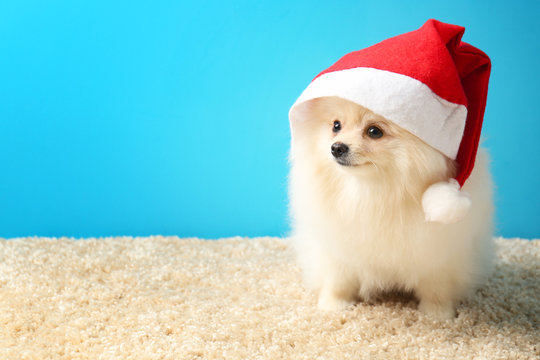 Pomeranian spitz dog in Santa Claus hat on carpet