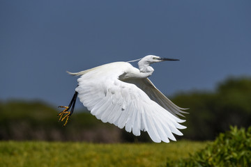 little egret in flight