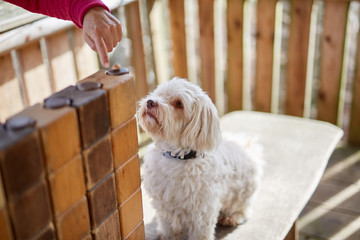 Havanese dog taking cookie from pile of wood