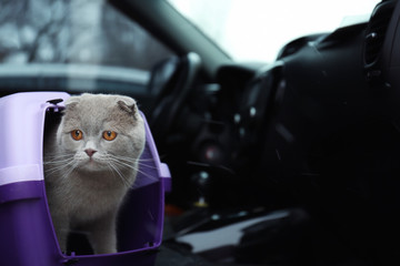 Pet carrier with cute cat in car