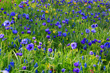 Himalayan poppy flowers backround.