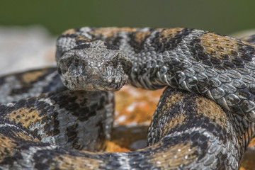 Viper