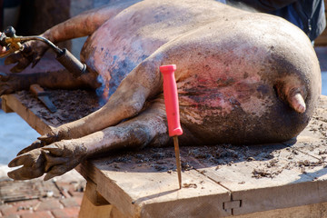 Obraz premium pig slauhtering. traditional home made pig slauhtering. The Mangalica is a Hungarian breed of domestic pig.