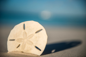 Sand Dollar