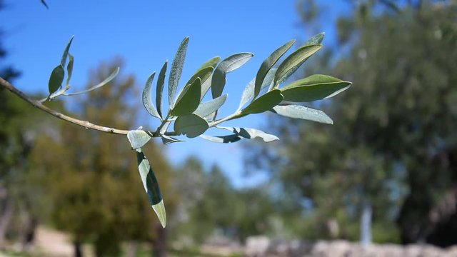 Olive tree branch close up with blue sky in the background - Shot in Sicily in an organic farm