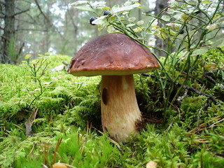 Mushrooms in the forest.